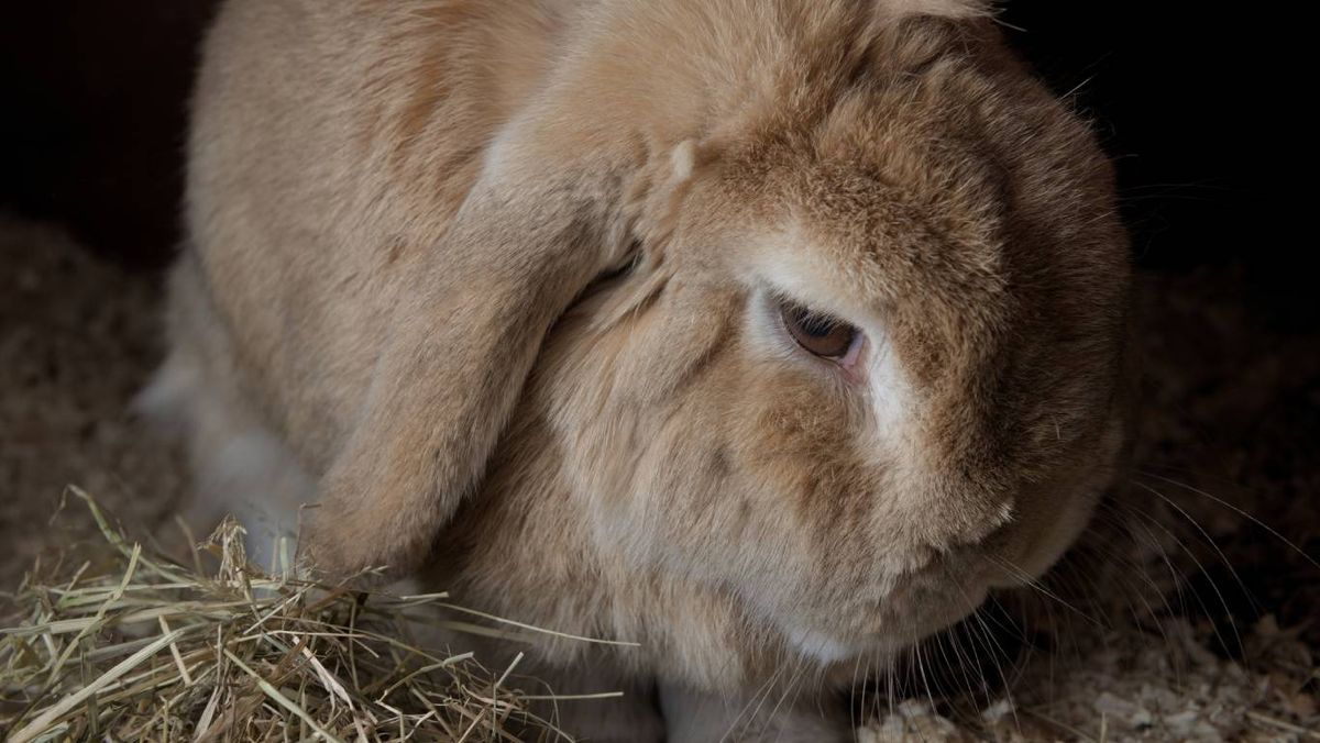 La clasificación de los conejos se basa en su estilo de vida y hábitat.