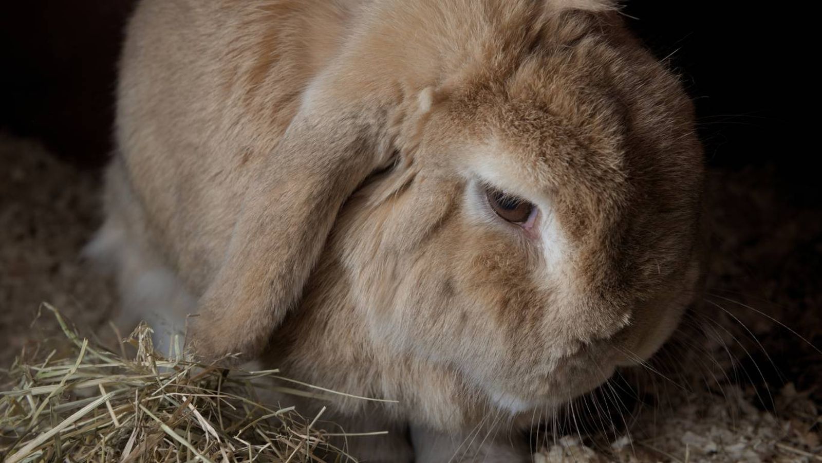 La clasificación de los conejos se basa en su estilo de vida y hábitat.