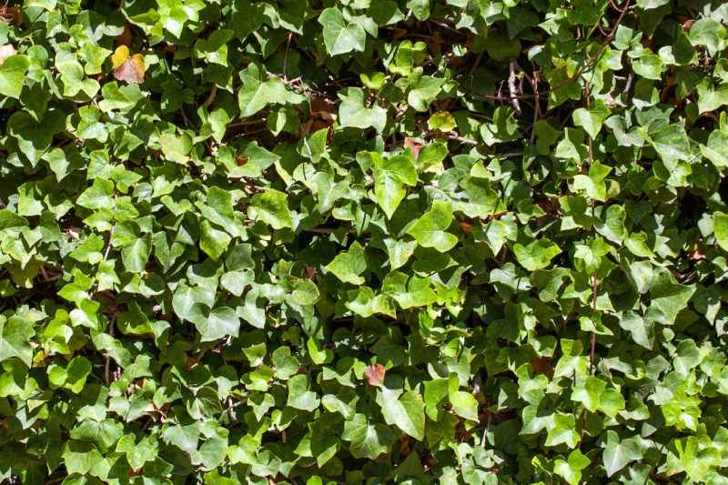 Hedera canariensis.