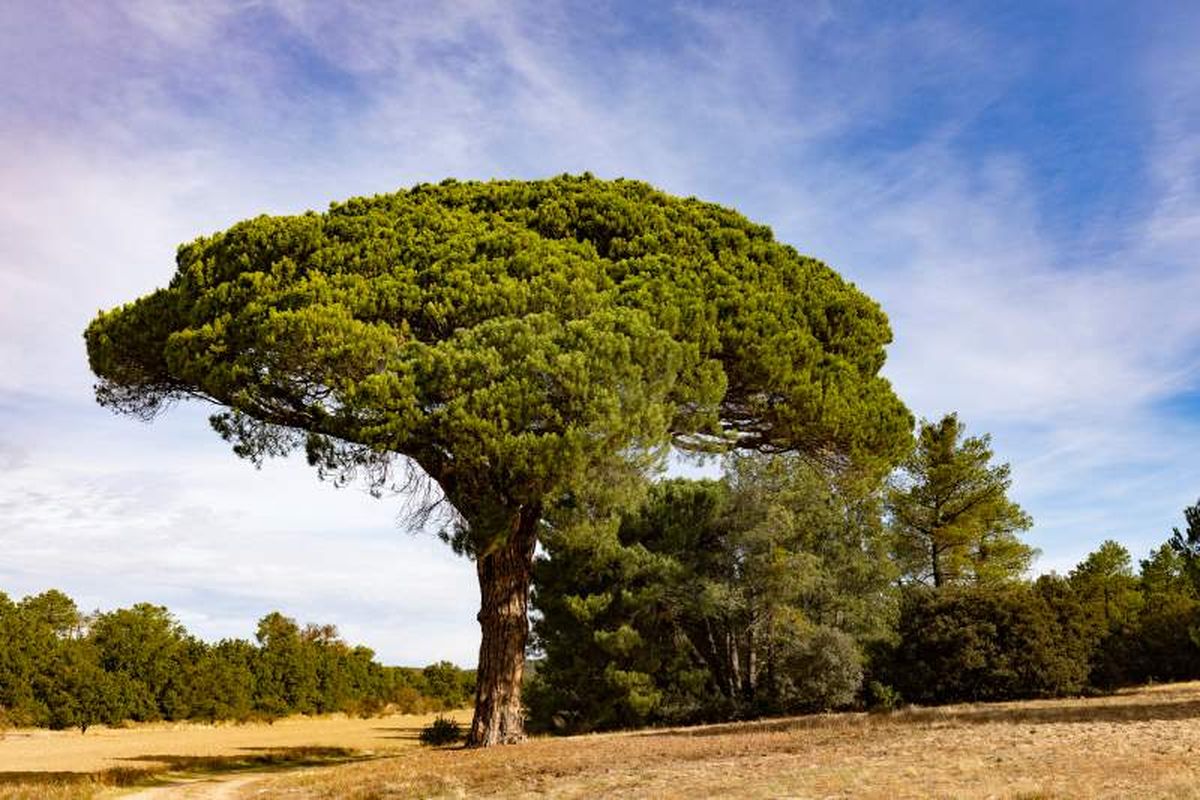 Pinus pinea.