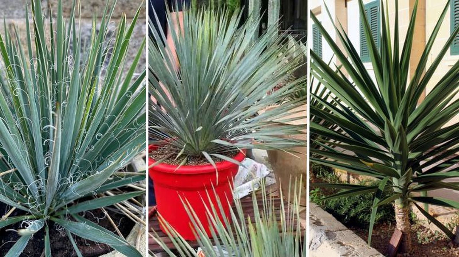 especies de yucca