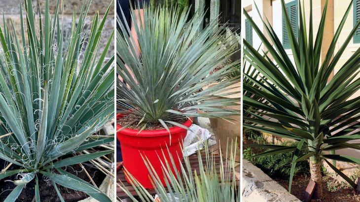 especies de yucca
