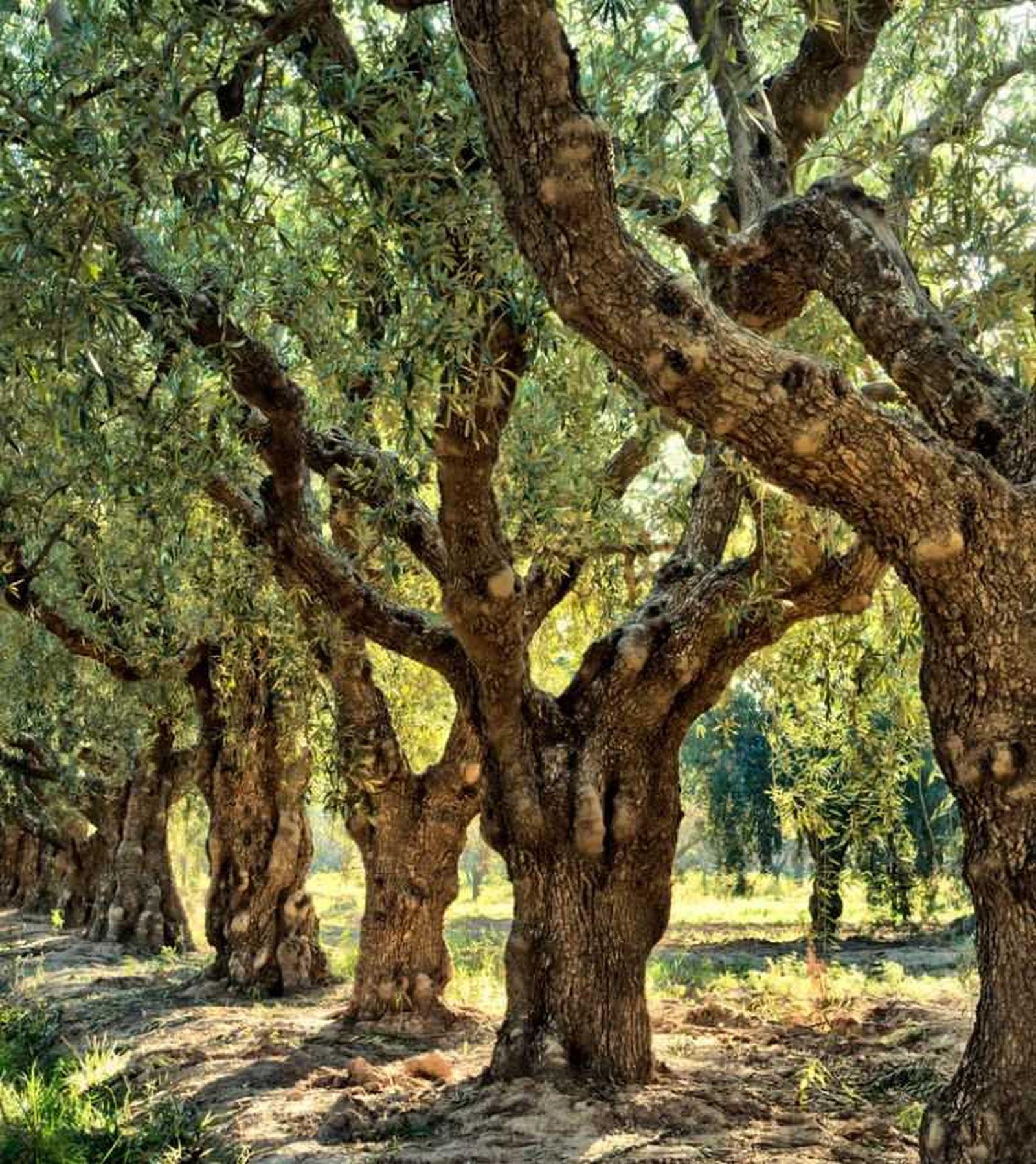 arbol olivo