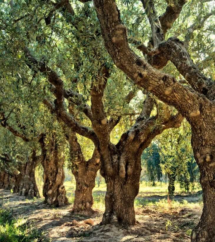 arbol olivo
