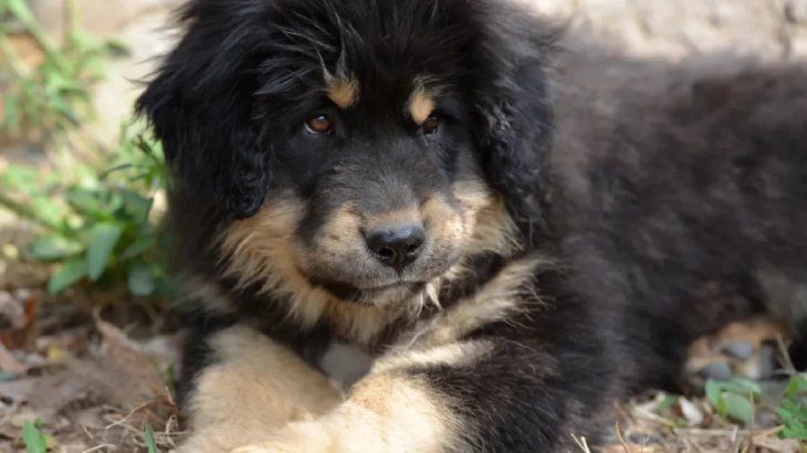 dogo del tibet 2