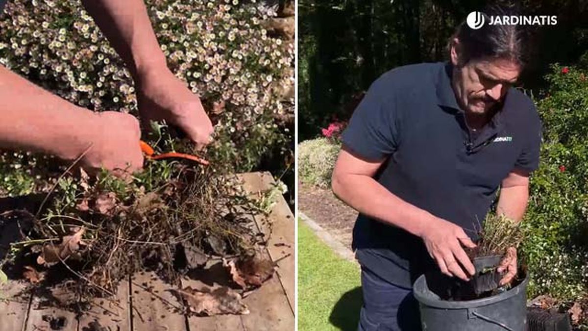 reproducir margarita cimarrona jardinatis 22 14