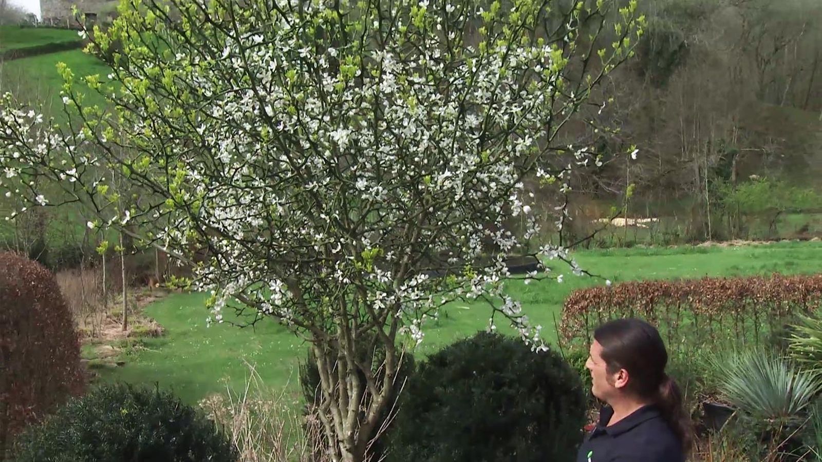 deco 771 jardin poncirus trifoliata