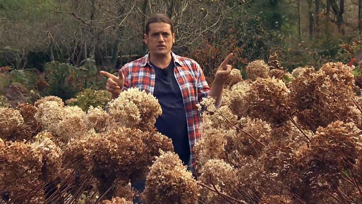 DEKO0719 jardineria hortensia anabelle