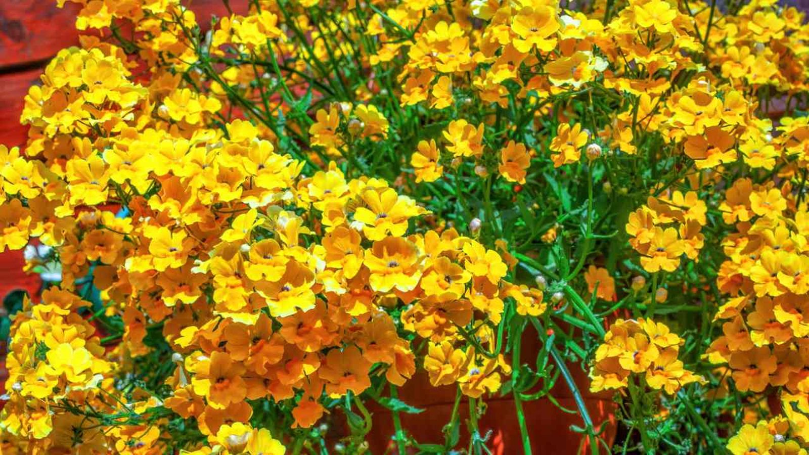 nemesia caracteristicas cuidados