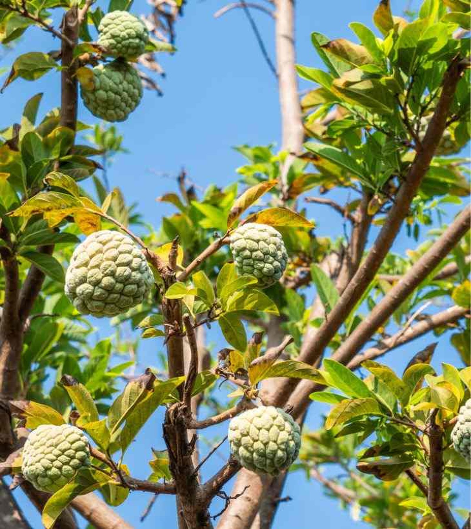 cultivar chirimoya en el jardin