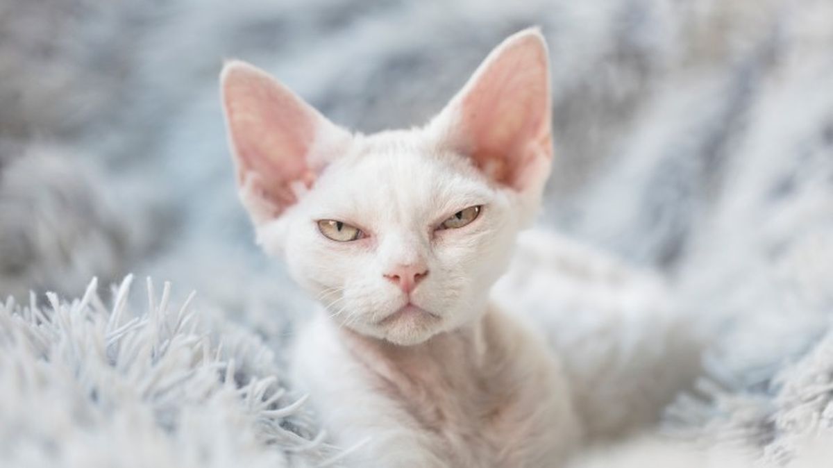 razas de gatos blancos devon rex