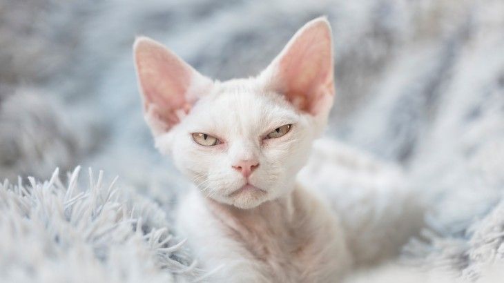 razas de gatos blancos devon rex