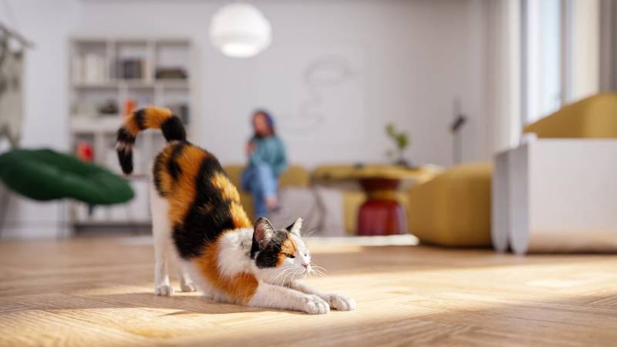 Los genes que determinan los colores naranja y negro están en el cromosoma X.
