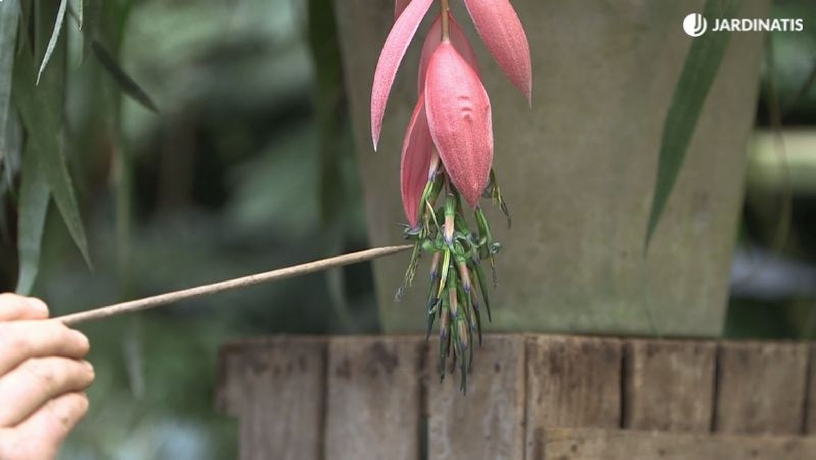 Inflorescencia de la Billbergia windii