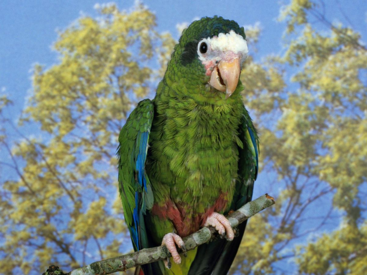 Amazona ventralis.