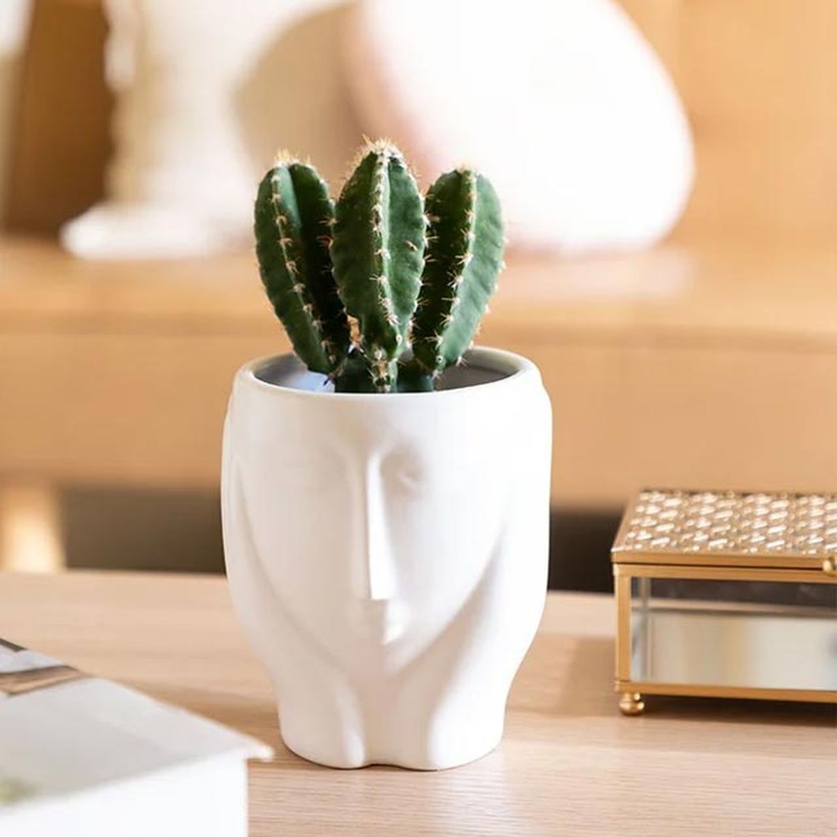 macetero suculentas sklum