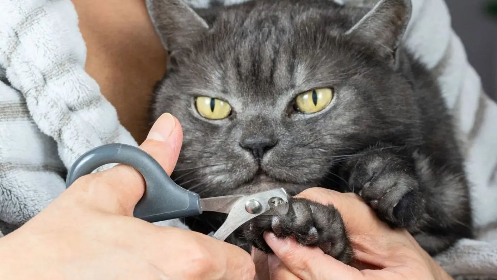 como cortarle las unas a un gato ok