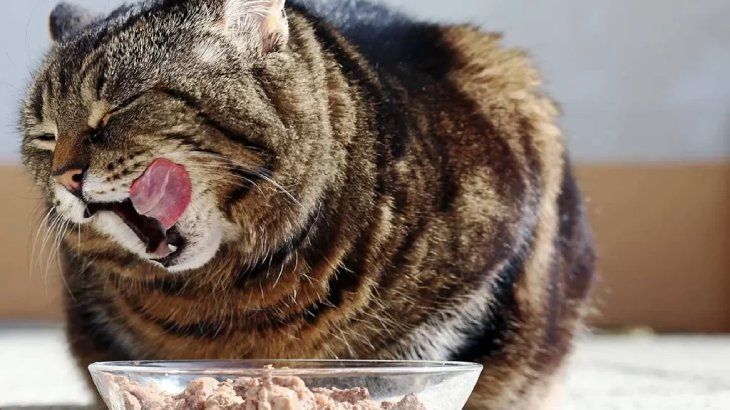 como darle una pastilla a un gato 5