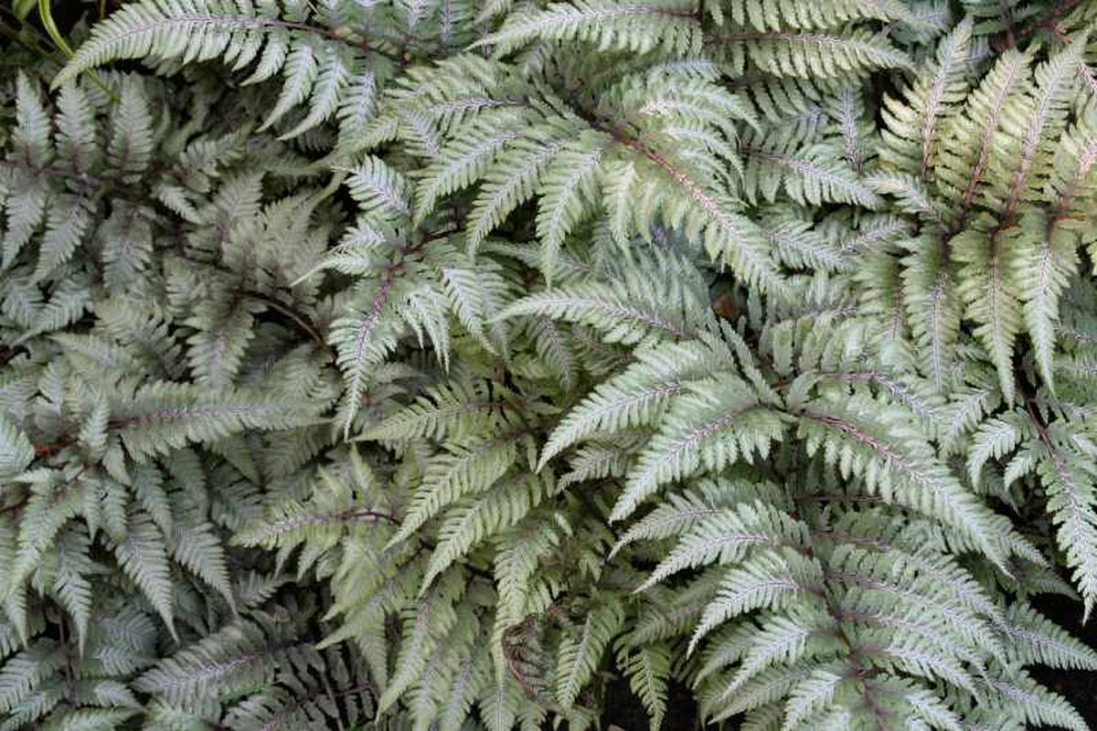 Athyrium otophorum
