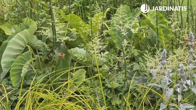 orejas de elefante en el estanque jardin lurgarden jardinatis
