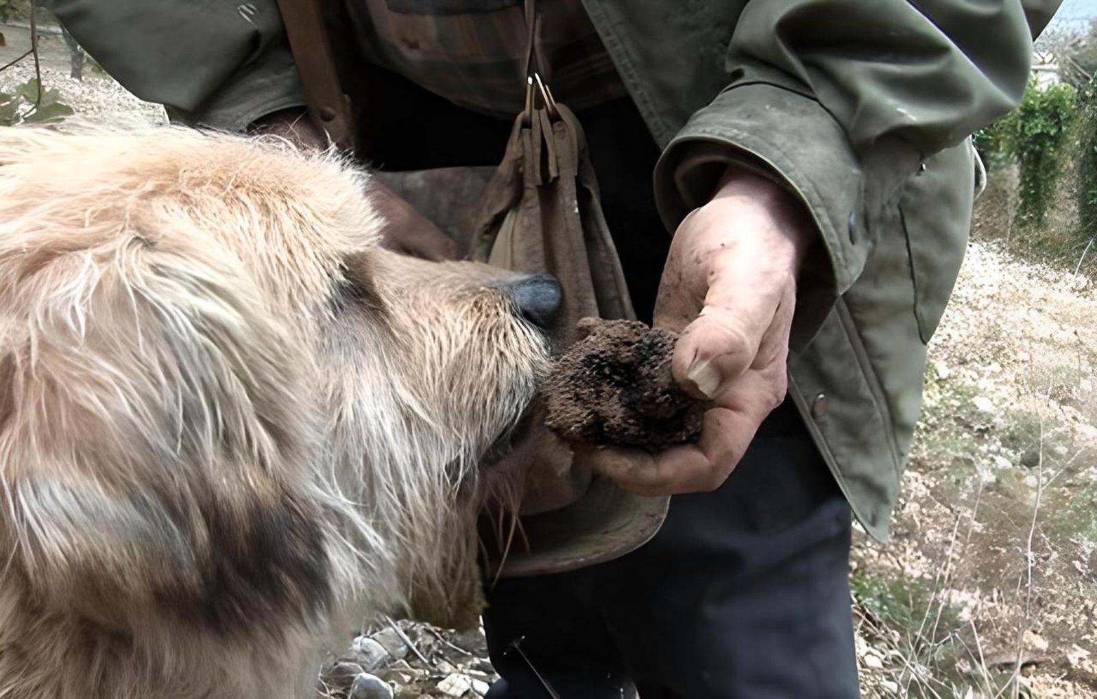 La pasión por la trufa negra tiene en Soria una cita anual: