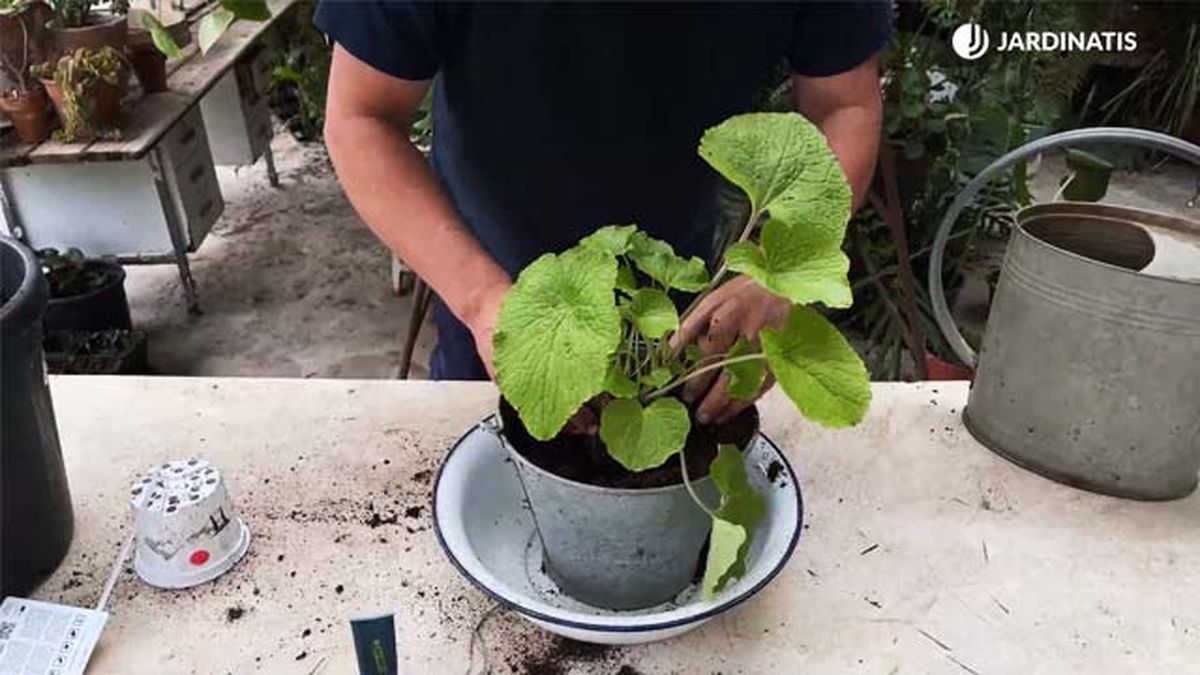 cultivar la planta de wasabi jardinatis 22 21