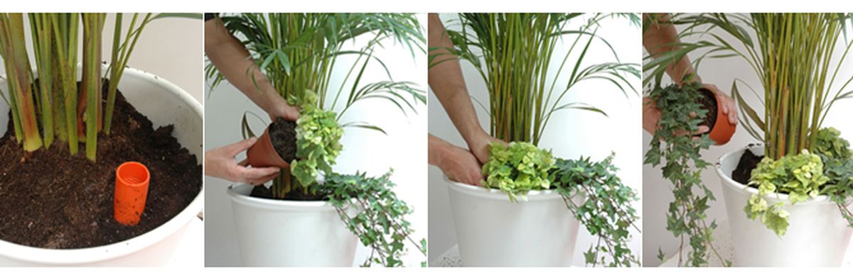 Plantación de areca catechu   plantación