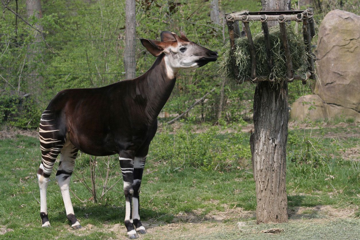 okapi comer heno