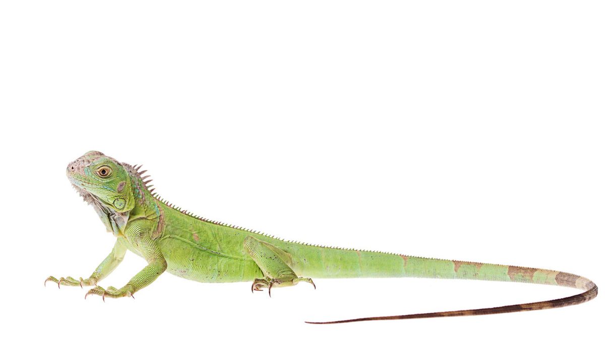 verde iguana