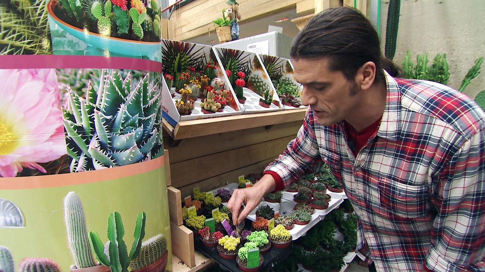 deco 565 plantas en miniatura xl