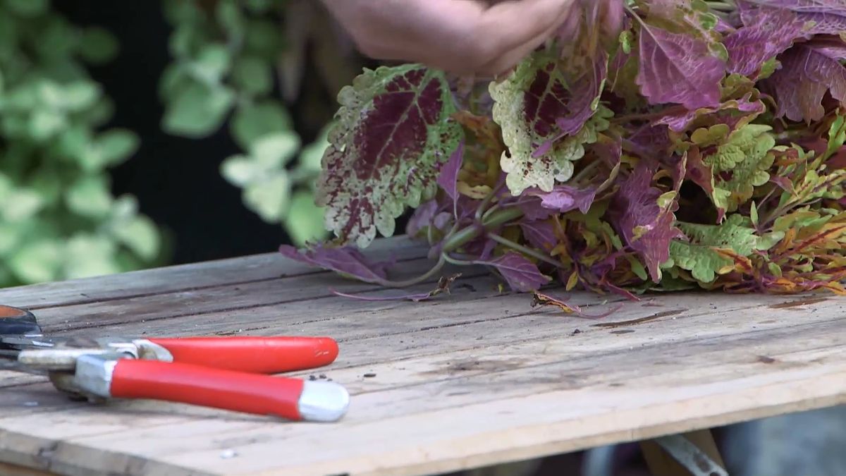 brico0963 3 esquejar consejos