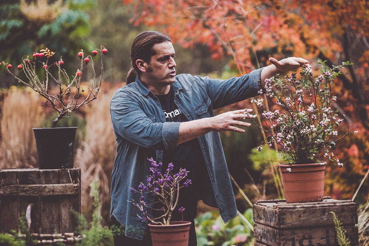 972 bayas invernales atipicas sinforicarpo