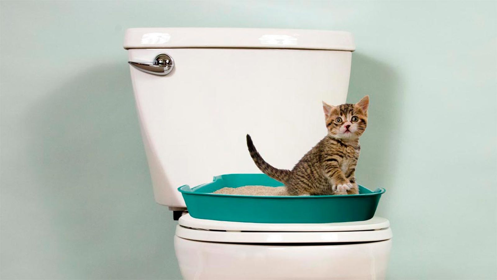 gato usar wc 5