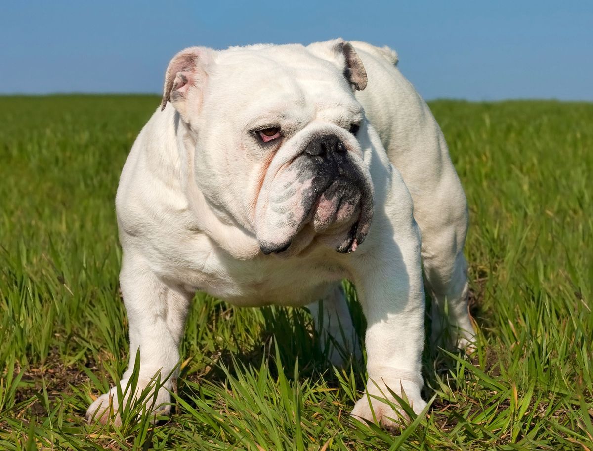 bulldog ingles xl 2