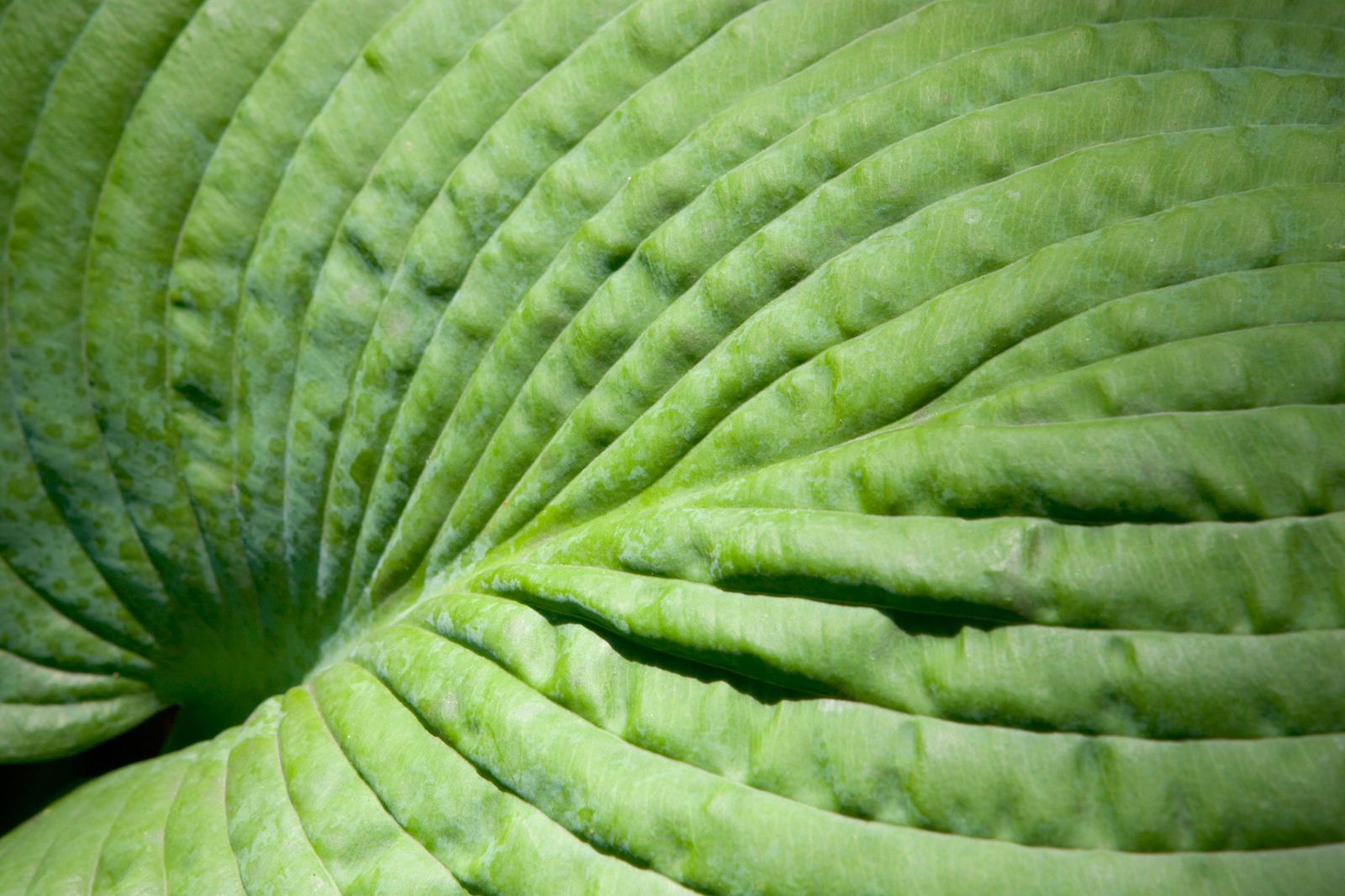 cuidados hojasgrandes xl