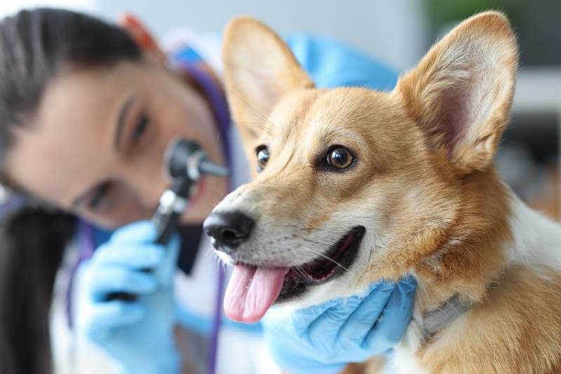 Es muy importante NO usar agua oxigenada en los oídos de los perros.