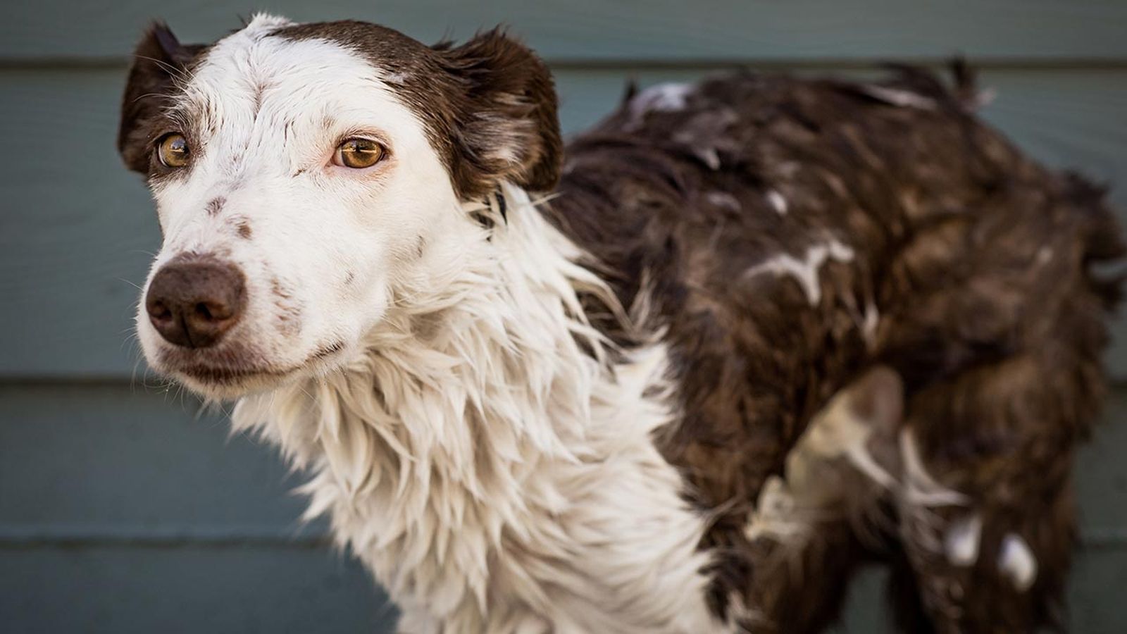 sarna perros portada