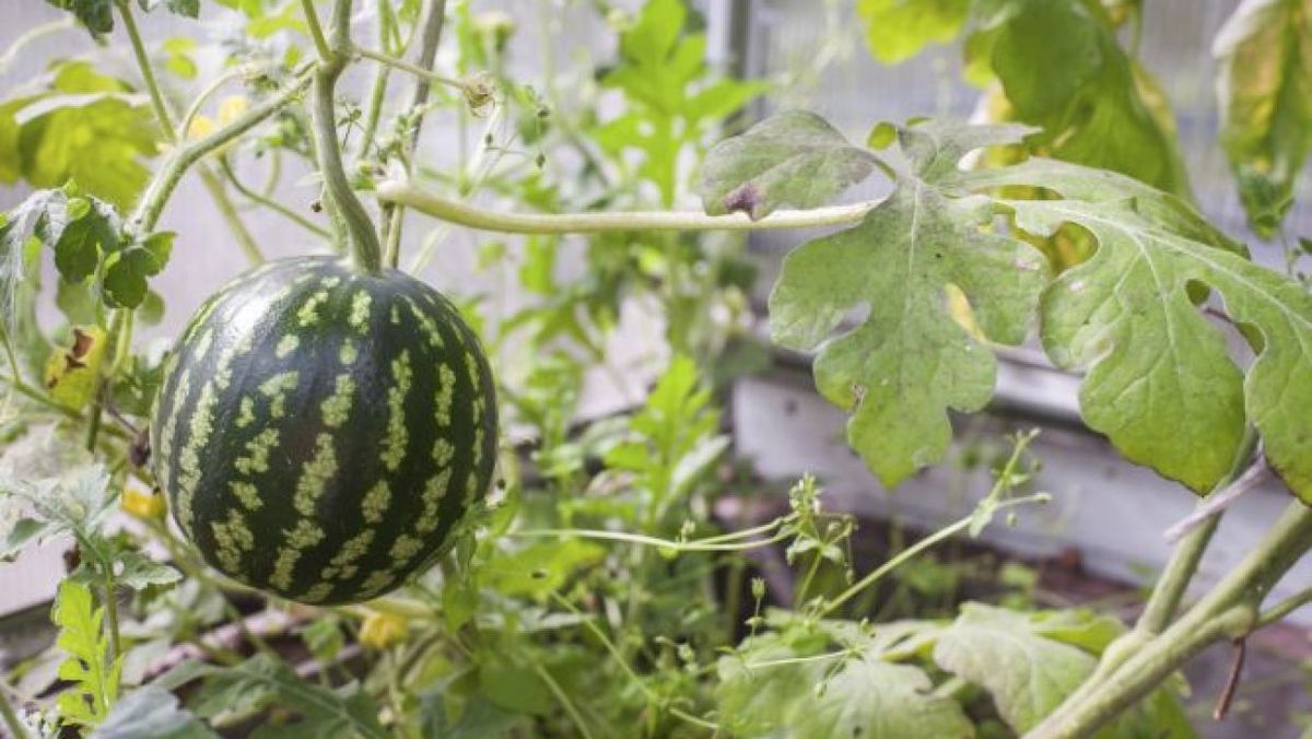 como cultivar sandia