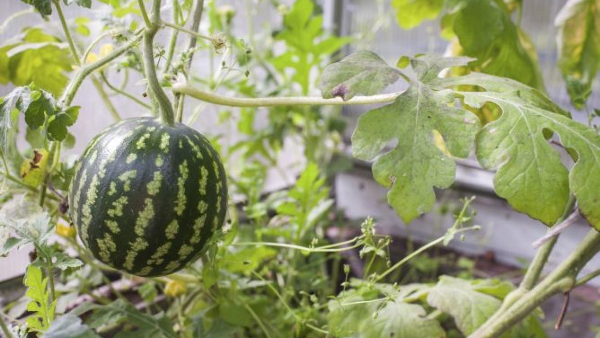 como cultivar sandia