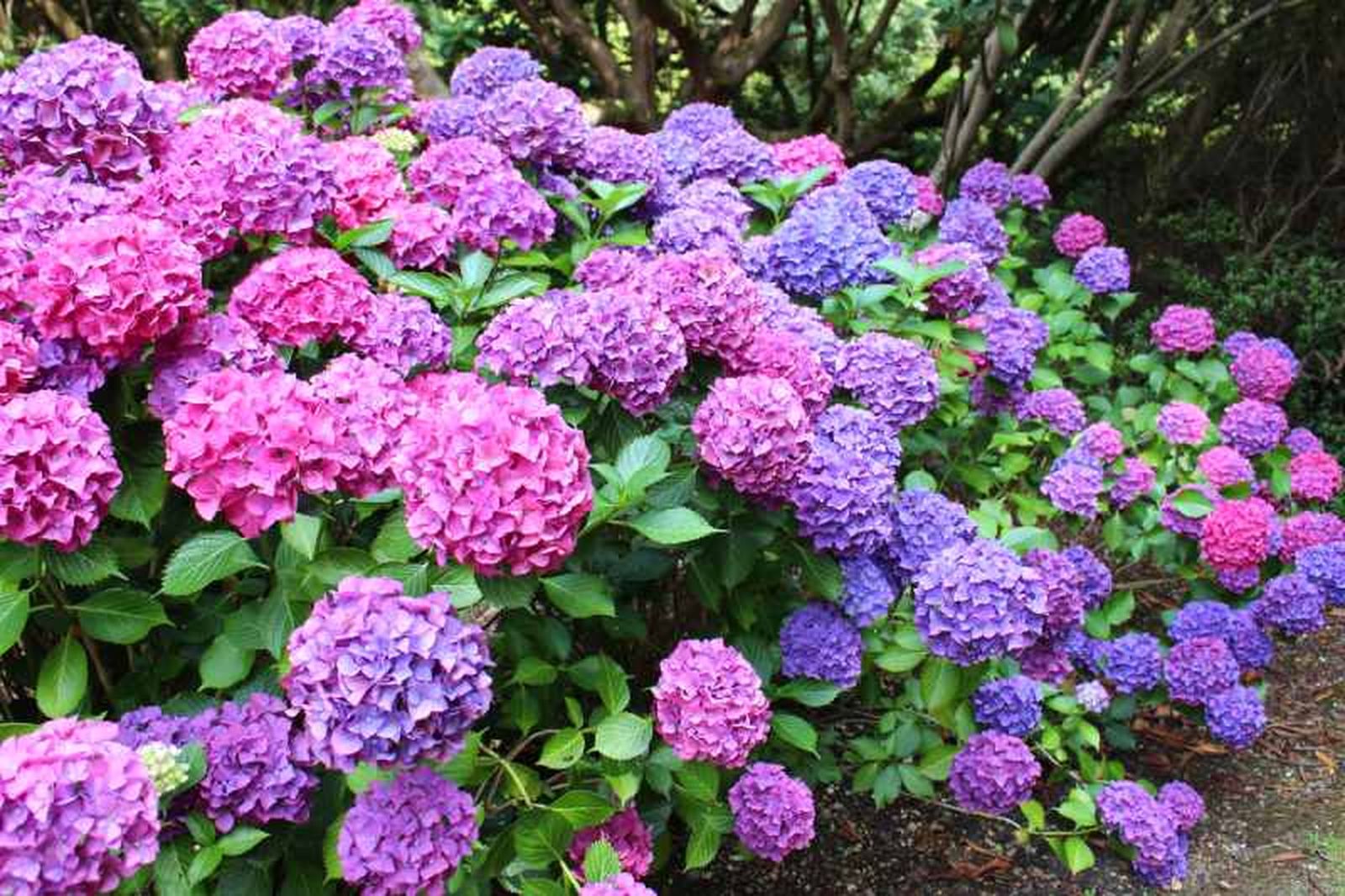 Floración de la Hydrangea macrophylla.