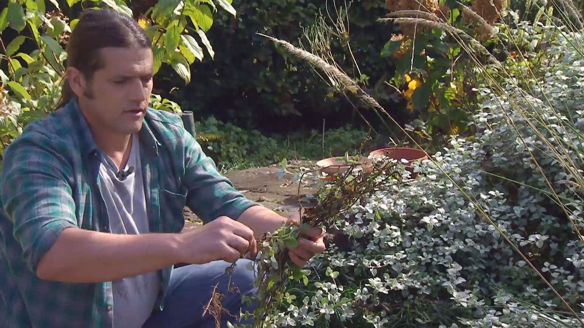 Deko 671 reproduccion helichrysum brotes