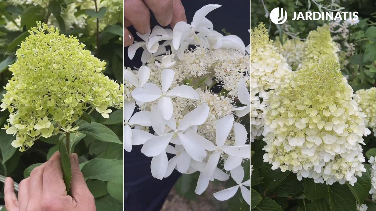 hydrangea paniculata variedades mantenimiento poda xl