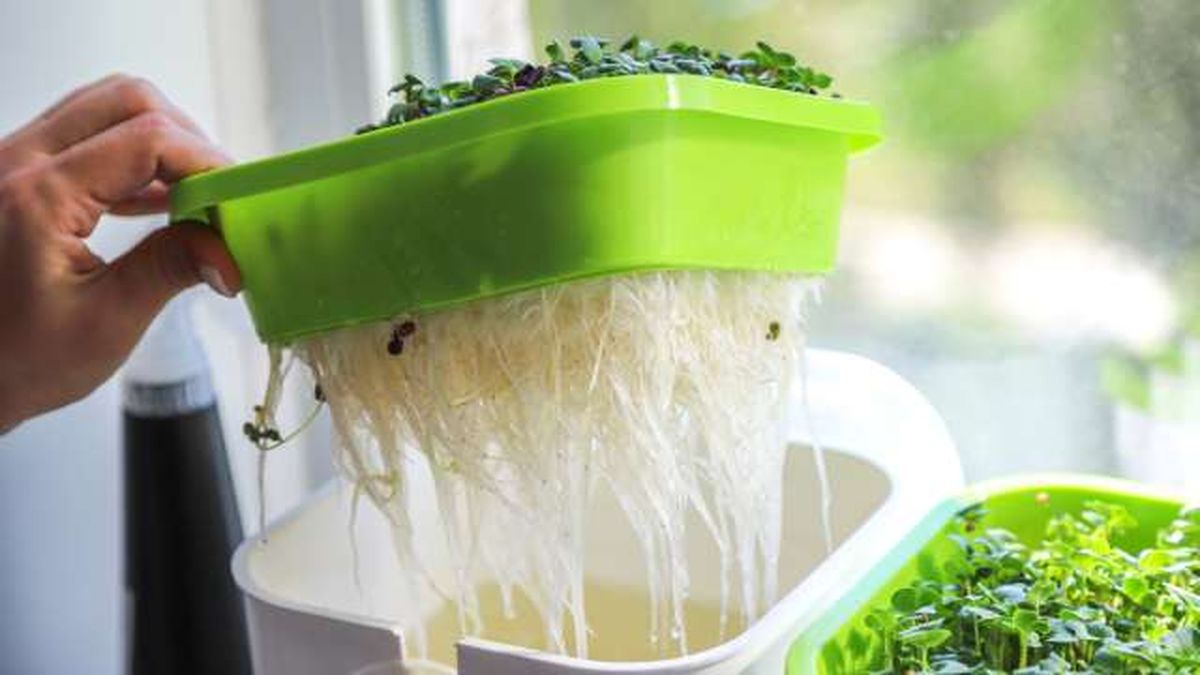 cultivo hidroponico casero