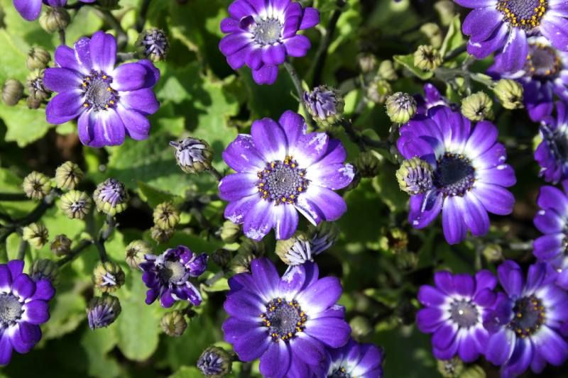 Pericallis x hybrida.