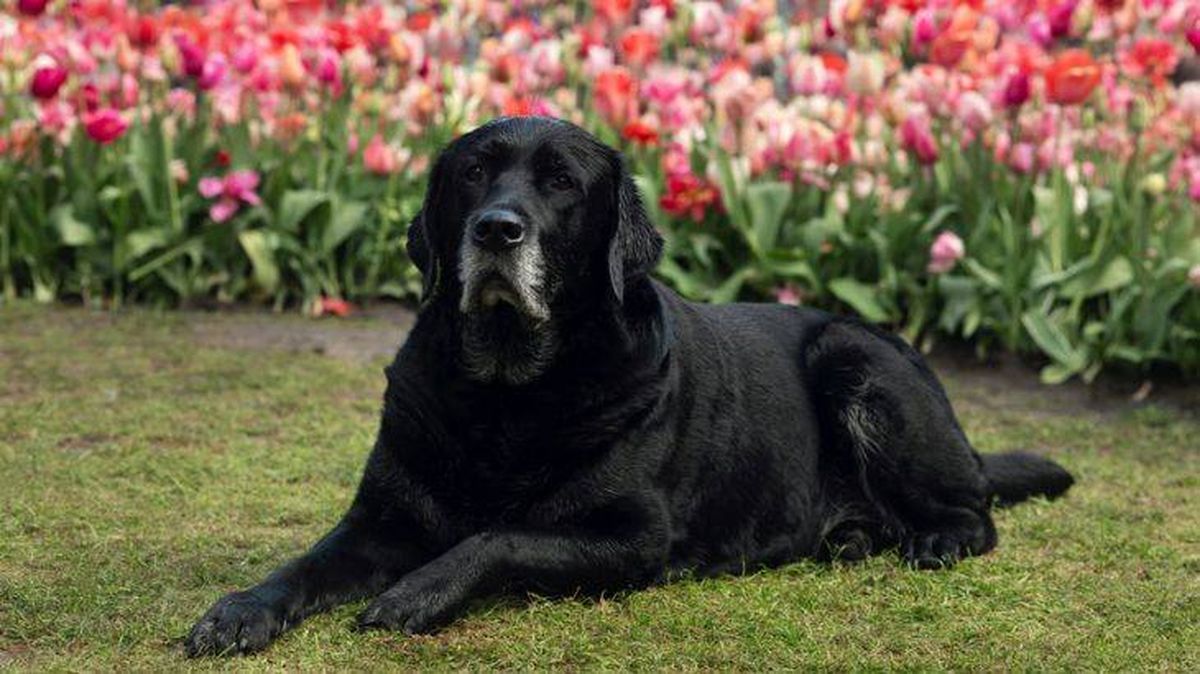 Los Jardines Keukenhof son Pet Friendly.