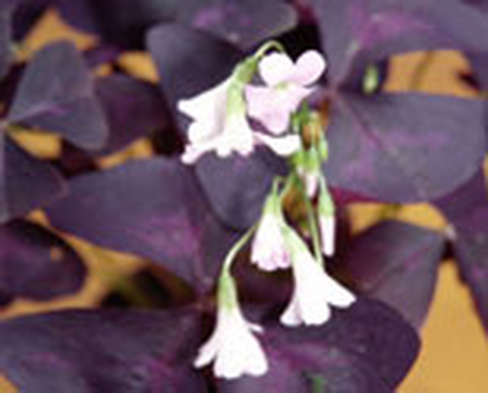 106 oxalis p2