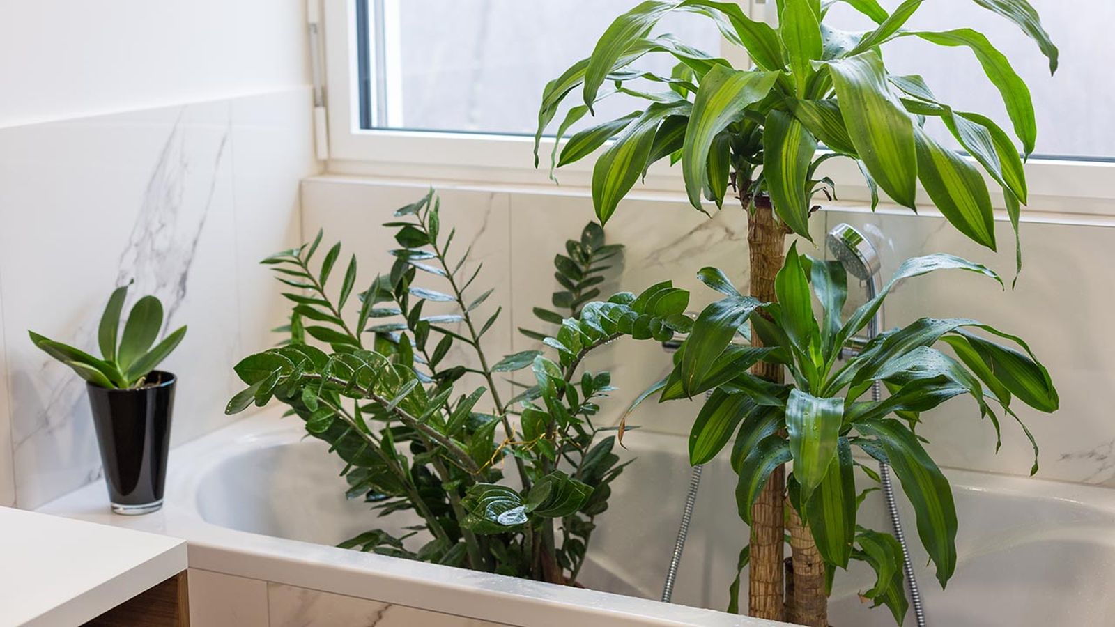 riego inmersion plantas