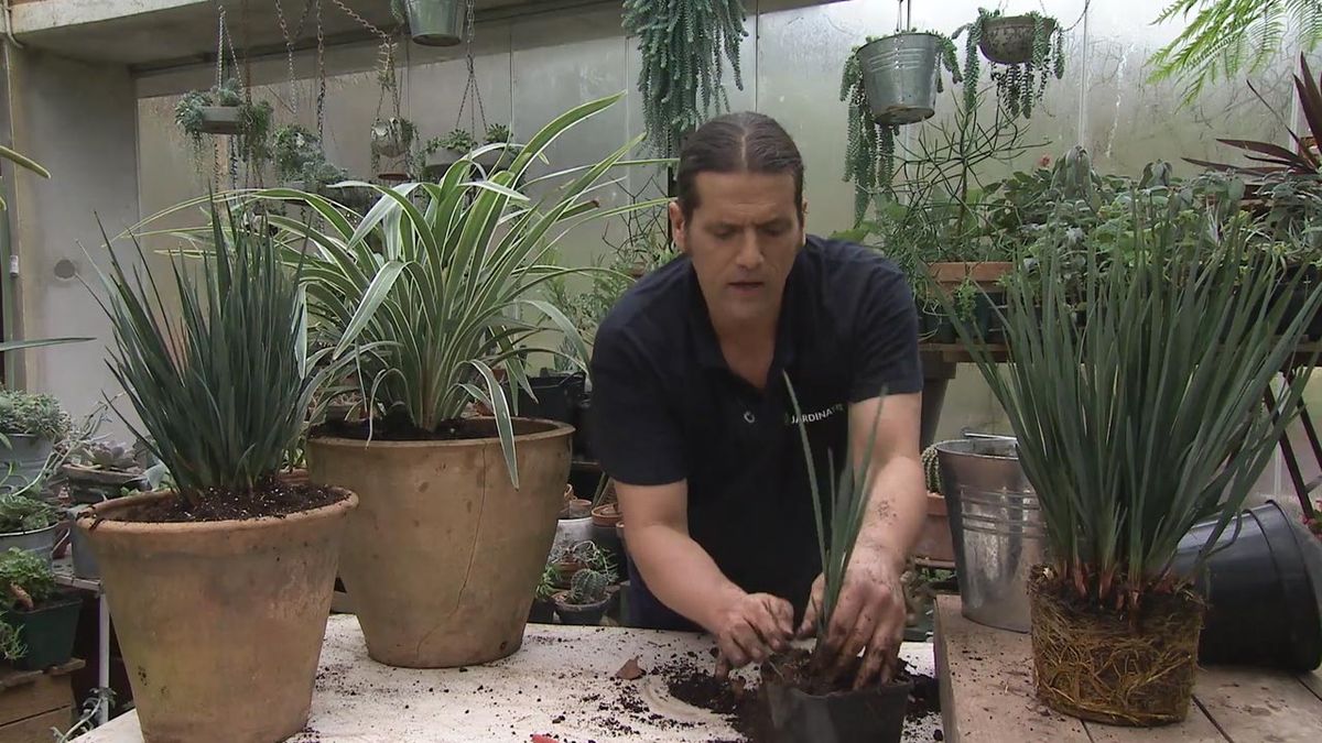 deco 768 jardin como multiplicar una Dianella