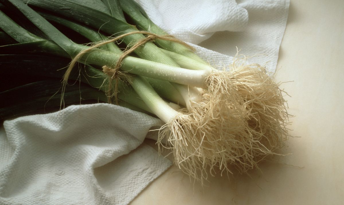 cultivar puerros
