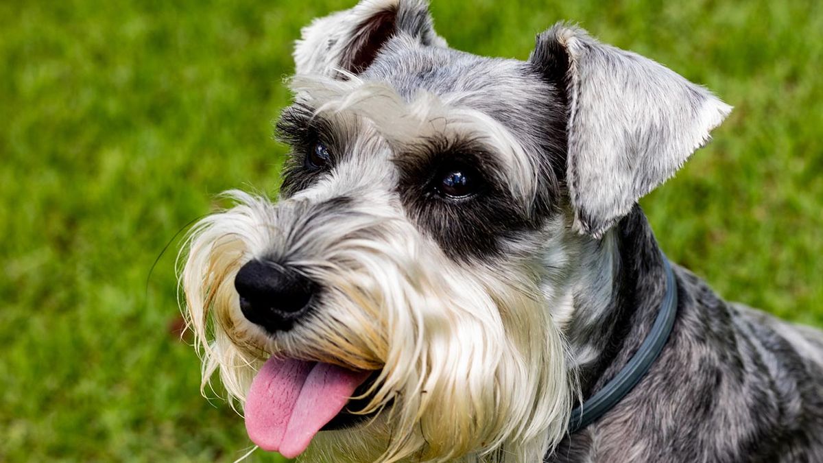10 perros alemanes 6 schnauzer